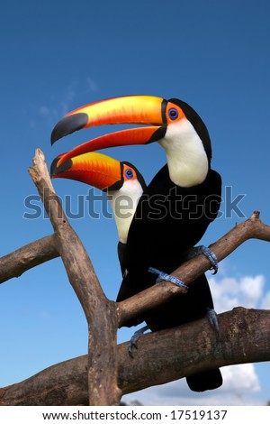 Two toucans sitting on naked branches of tree with blue sky background