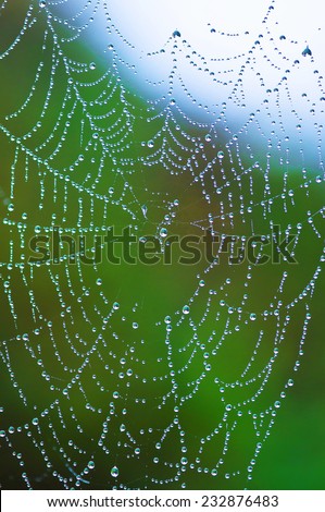 cobweb spider against green light with dew drops like a necklace of pearls bright