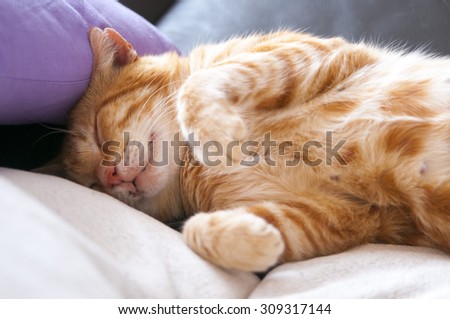 cute red cat sleeping on the couch next to a pillow