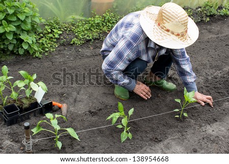 Farm women planting pepper seedlings in her garden