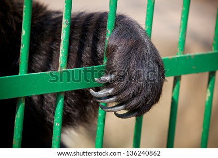 Paw of a bear in a cage close up