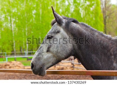 portrait of a grey horse in the forest close up