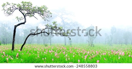 A beautiful Fields of flowers,Krachiao field in Sai Thong National Park  in Chaiyaphum province northeastern  of Thailand.