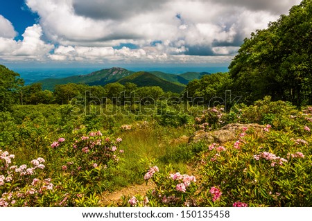 Mountain laurel in meadow and view of Old Rag from an overlook on Skyline Drive in Shenandoah National Park, VA.