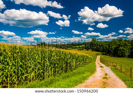 Cornfield and driveway to a farm in rural Southern York County, Pennsylvania.