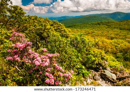 Mountain laurel and view of the Appalachians on Stony Man Mountain, in Shenandoah National Park, Virginia.