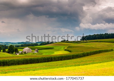 View of corn fields on a farm, in rural York County, Pennsylvania.