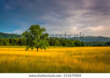 Tree in a field at Cade\'s Cove, Great Smoky Mountains National Park, Tennessee.