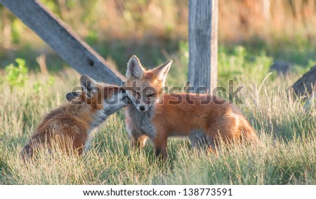 Mother fox cleaning her two month old kit on a sunny afternoon in Colorado.