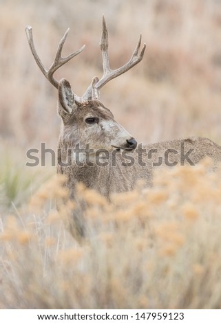 Mule deer buck in the rabbit brush at Rocky Mountain Arsenal National Wildlife Refuge, Colorado