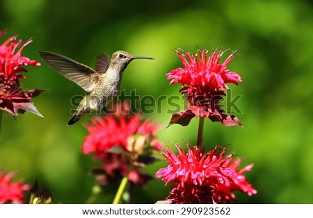Hummingbird flying near pink flowers.