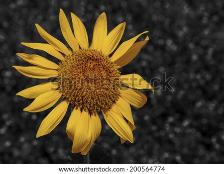 Sunflower black and white background