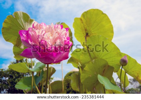 Lotus flower planting insect re-population Asia