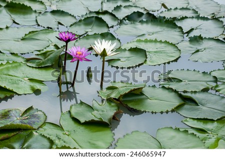 Purple and white lily pad flowers Asia