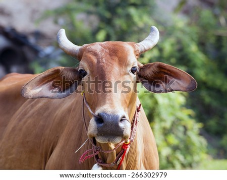 Farming Asia big eared domestic milk cow