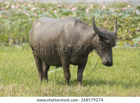 Water buffalo Asia farming and agriculture