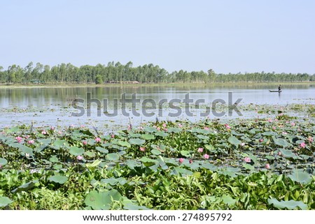 Lotus flower planting insect re-population Asia
