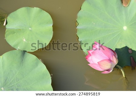 Lotus flower planting lotus bud insect re-population Asia