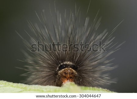 Black and white hairy caterpillar with strange mouth parts Asia
