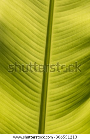 Banana plants and leaves Asia. Natural abstract image produced my mother nature on planted earth.