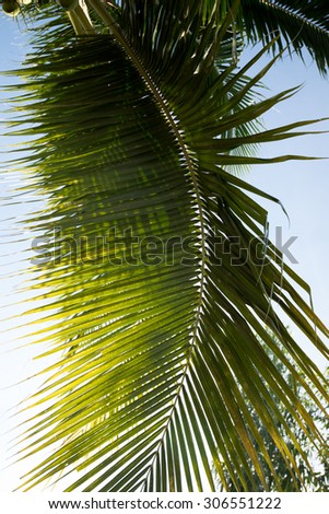Coconut trees and leaves Asia. Natural abstract image produced my mother nature on planted earth.