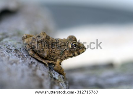 Frog on old weather bleached wood bark. Amphibians and reptiles close up of eyes and skin textures and patterns.