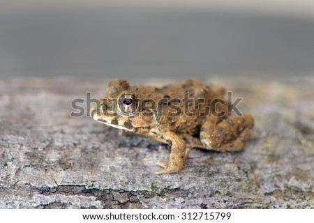 Frog on old weather bleached wood bark. Amphibians and reptiles close up of eyes and skin textures and patterns.
