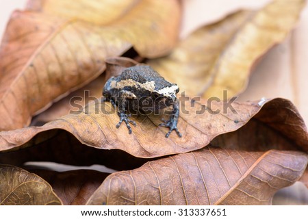 Amphibians living in Asia, Frog on old brown mango leafs. Amphibians and reptiles close up of eyes and skin textures and patterns.