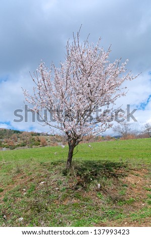 Almond tree isolated