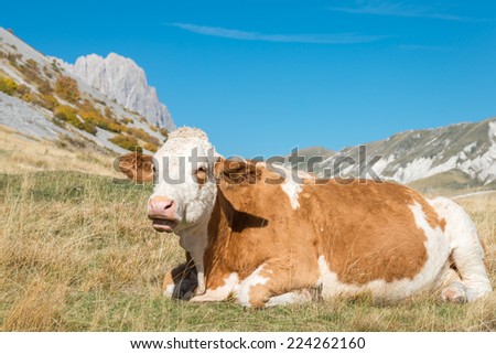 A beautiful cow is resting on the plateau of Campo Imperatore, Abruzzo Italy