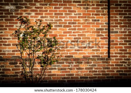 vignetted picture of plant next to the grungy brick wall with harsh light