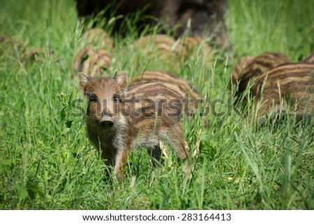 Wild Boar piglets