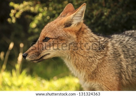 Red fox face closeup, green background.