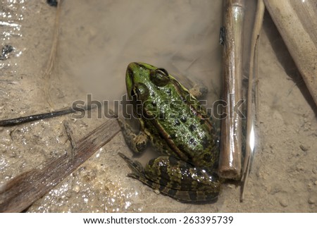 Long-legged wood frog is listed in the Red Book of the Krasnodar Territory, type 3 RD \