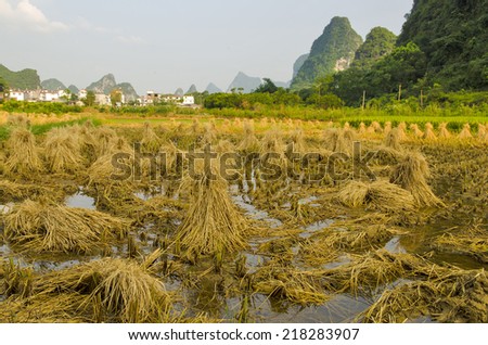 Rice harvest in South Central China