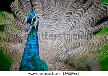 Peacock with Tail Fanned Out