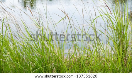 The environment picture of grass flower that locate beside lake