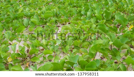 Background picture of many ipomoea on the beach
