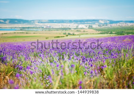 lavender flowers - Sunset over a summer purple lavender field . fragrant field of the lavender. Landscape in Valensole plateau, Provence, France, Europe.