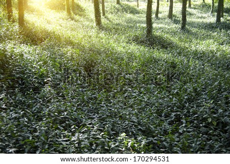 sunbeam through the green forest in the morning