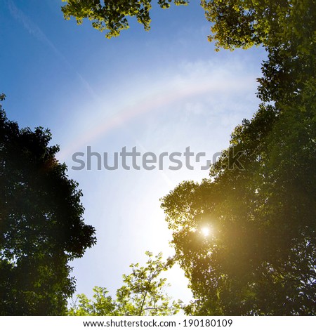 sunlight through the forest with rainbow