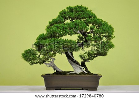 Bonsai Tree Vector Free | Download Free Vector Art | Free-Vectors