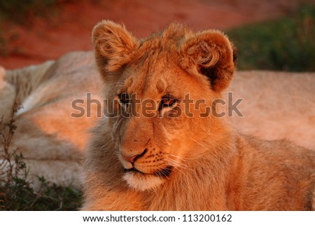 Young male lion staring at sunset.