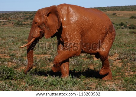 Elephant bull covered in red mud standing on both right legs.