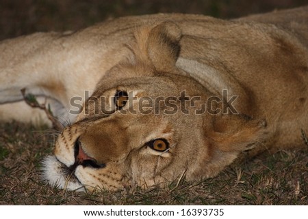Lioness resting at night waiting to go hunting.