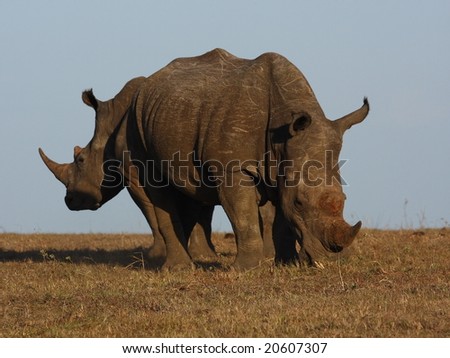 Rhino bull and cow back to back.