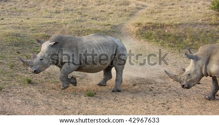 White Rhino bull chases the cow turning on one foot.