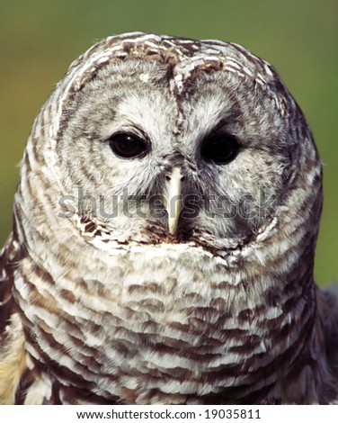 Grey owl Strix nebulosa portrait lateral