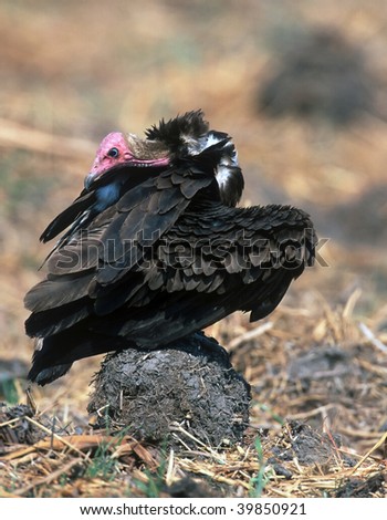 African turkey vulture sitting on the ground