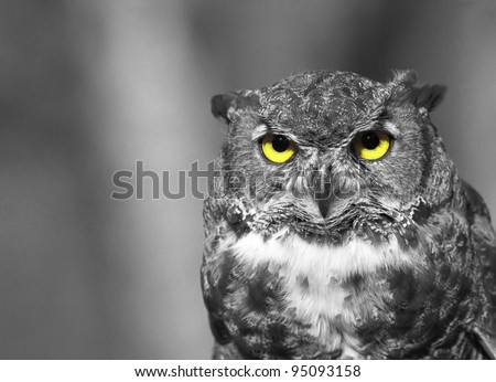 Black and white owl with yellow eyes
